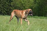 DOGUE ALLEMAND 535